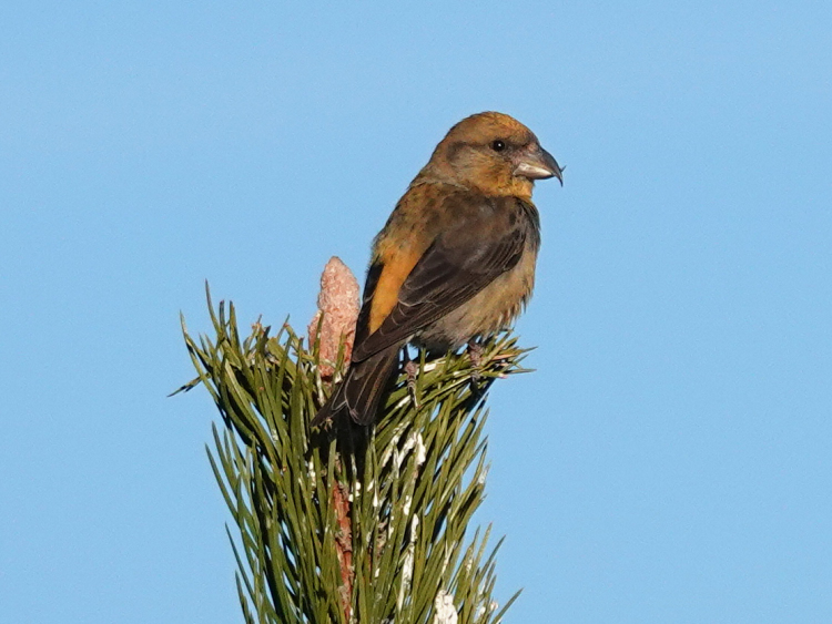 Bec-croisé des sapins Photo Cécilia Fridlender.